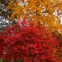Viburnum opulus automne